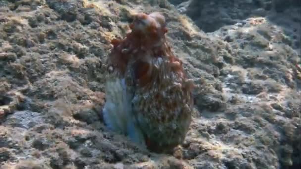 Roter Oktopus schwimmt — Stockvideo