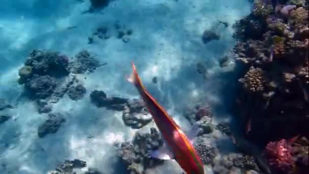 Roter Meeresjunker — Stockvideo