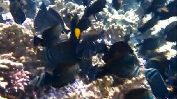 Många fiskar på korall — Stockvideo