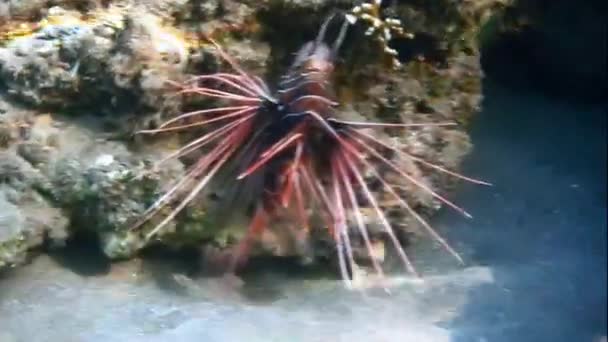 Radial firefish — Stock Video