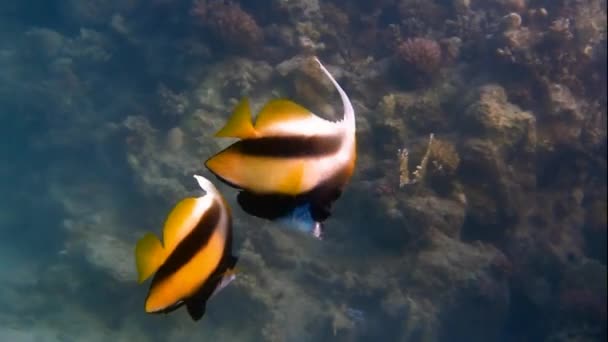 Két pillangó hal — Stock videók
