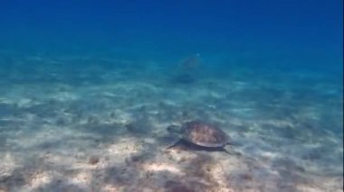 İki deniz kaplumbağaları