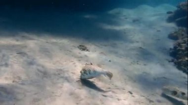 Beyaz leke topu balık