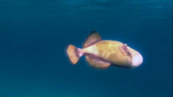 Dos peces gatillo gigantes — Vídeos de Stock