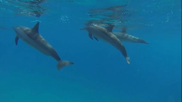 De nombreux dauphins proches — Video