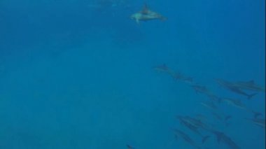 birçok yunuslar kapatın