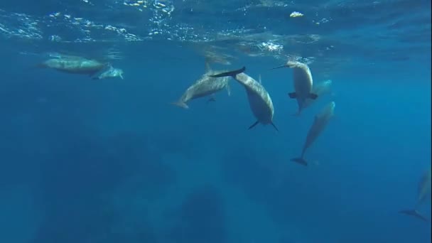 Delfines bebés — Vídeo de stock