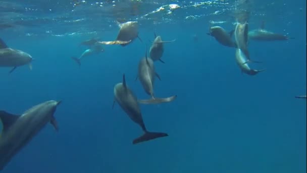 Nadar y con muchos delfines — Vídeos de Stock