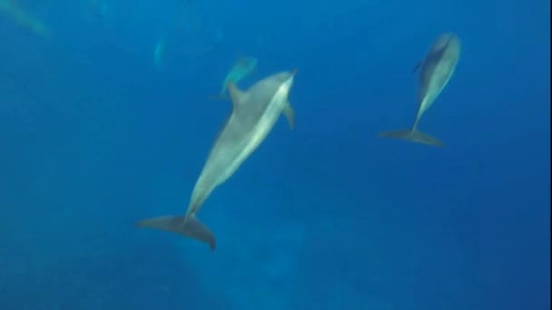 Rychle hluboko ponořit se mnoho delfínů — Stock video