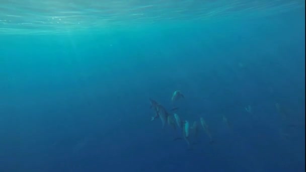 Muchos delfines flotan a la superficie — Vídeo de stock