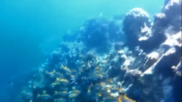 노란 물고기 — 비디오