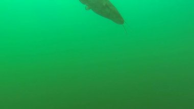 Göle küçük yayın balığı