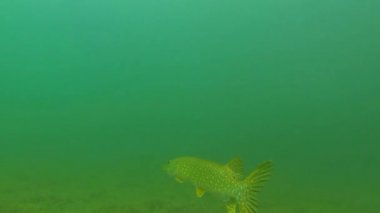 Kleiner wels Im görmek