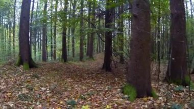 Güzel sonbahar ormanı