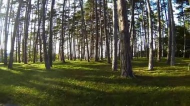 Doğada güzel ağaçlar