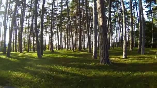 De beaux arbres dans la nature 