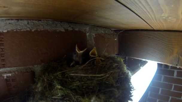 Cuatro pájaros bebé en el nido — Vídeos de Stock