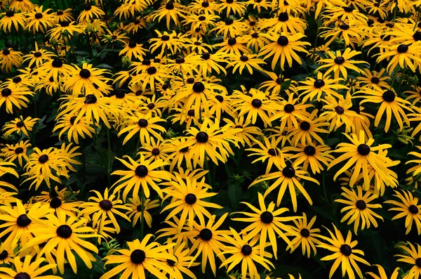 Mnoho žluté květy — Stock fotografie
