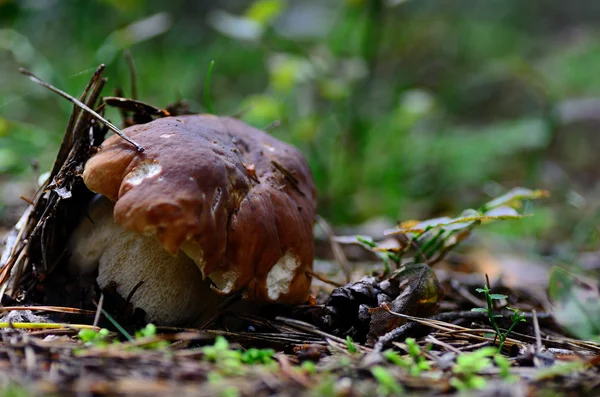 Stone mushroom in forest floor — Stock Photo, Image