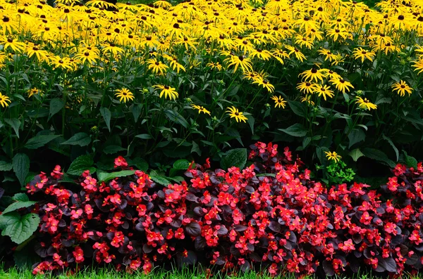 Flores coloridas en verano — Foto de Stock