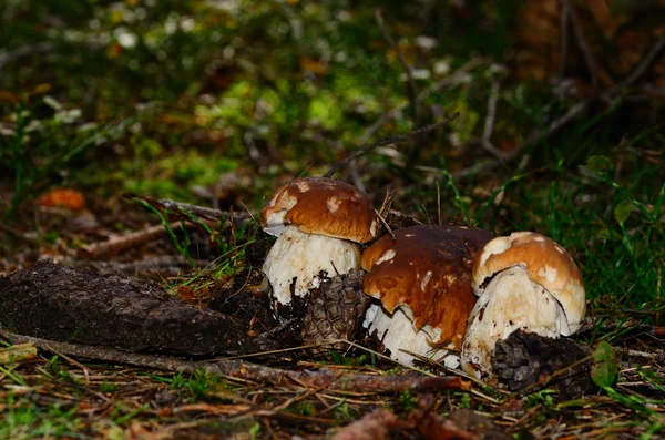 Tre funghi porcini in un bosco — Foto Stock