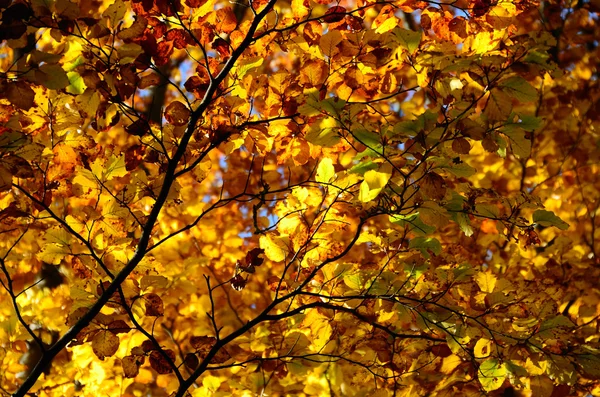 Kolorowe liście jesienią — Zdjęcie stockowe