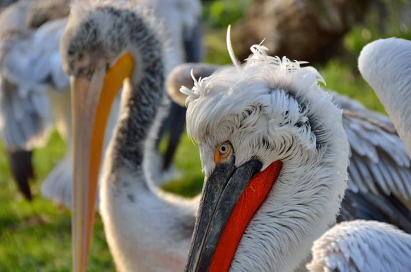 Pélicans tête bouclée dans un zoo — Photo