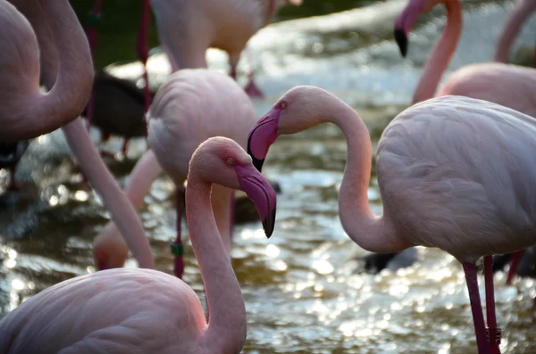 Flamingos at the zoo — Stock Photo, Image