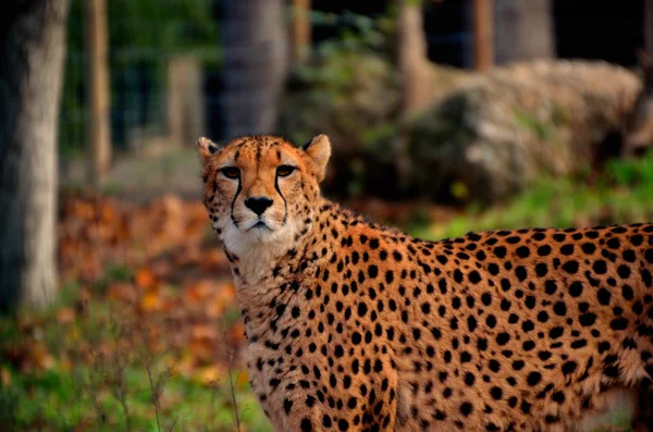 Leopardo mirando a la cámara — Foto de Stock