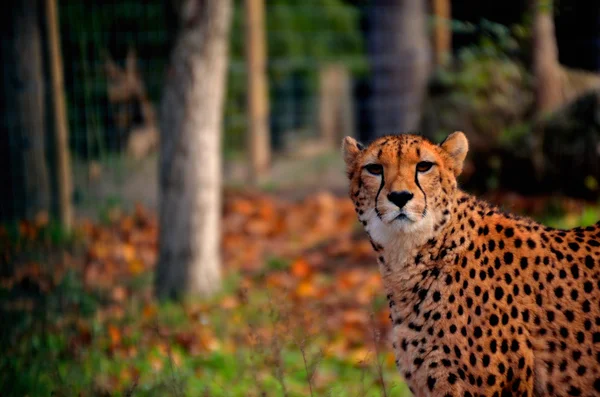 Aspecto de leopardo — Foto de Stock