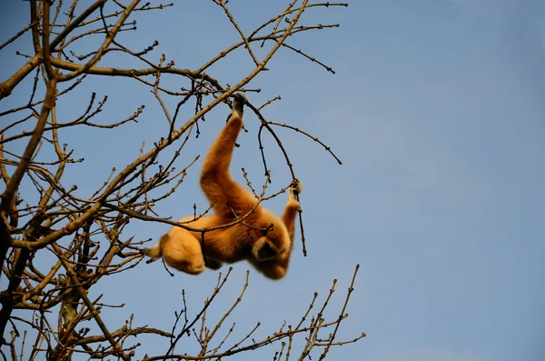 Monkey hanging from a tree — Stock Photo, Image