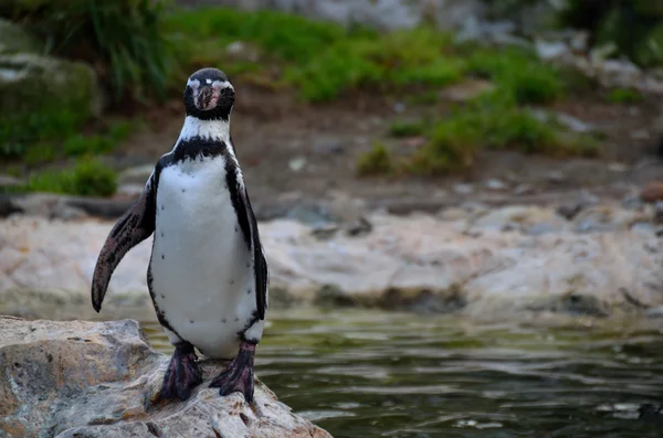 Penguin standing on a rock — Stock Photo, Image