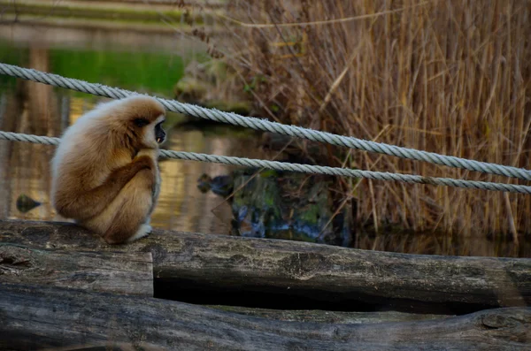 Small monkey sitting — Stock Photo, Image