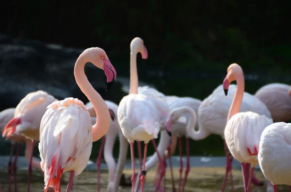 Many  flamingos in the zoo — Stock Photo, Image