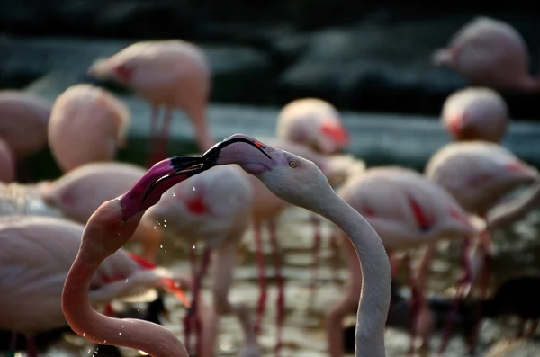 Two flamingos — Stock Photo, Image