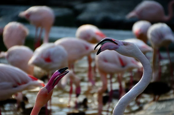 Two flamingos look — Stock Photo, Image