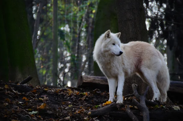 Witte wolf op zoek naar — Stockfoto