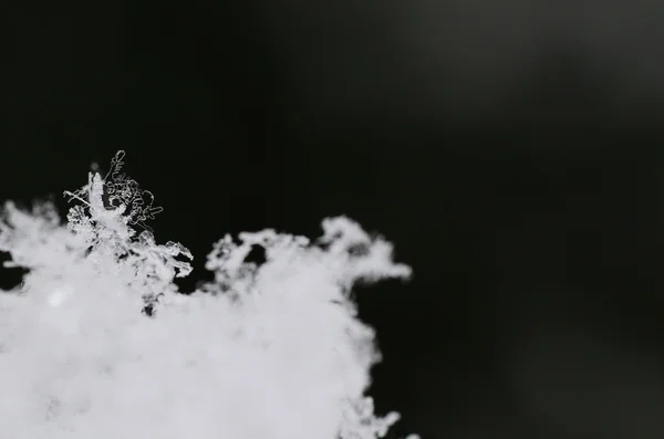 脆弱细腻的雪晶 — 图库照片