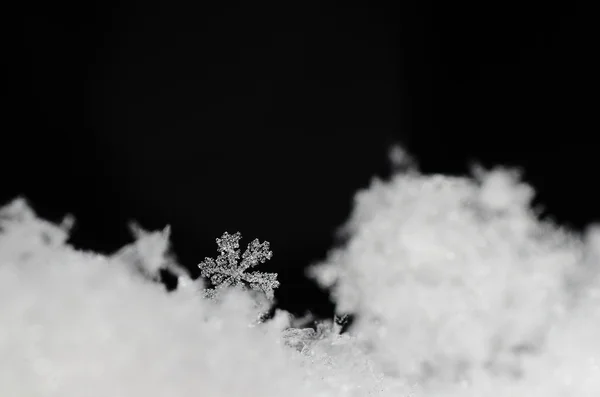 Hermoso cristal de nieve en nieve fresca —  Fotos de Stock