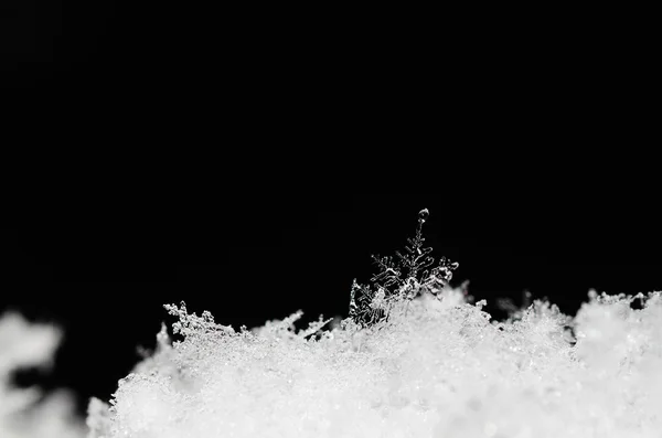Kristal salju di salju segar — Stok Foto