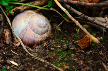 bahar orman zeminine salyangoz