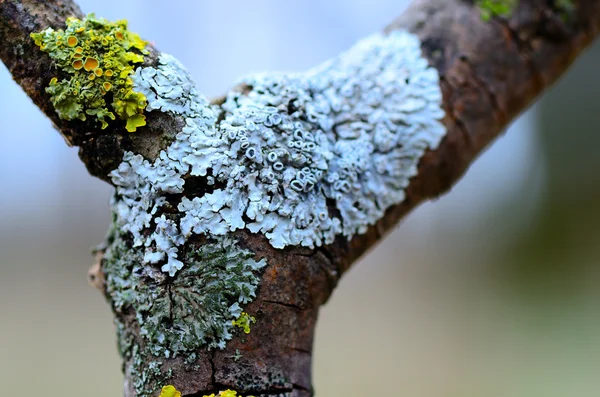 Lichen coloré sur une fourche de branche — Photo