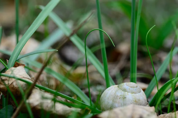 Ślimak w trawie — Zdjęcie stockowe