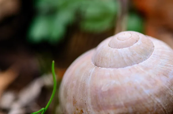 Salyangoz konut ormanda — Stok fotoğraf