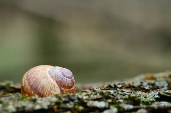 Alojamento de caracol em uma casca de árvore — Fotografia de Stock