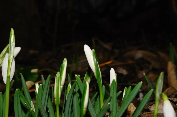 Neuschneeglöckchen im Wald geschlossen — Stockfoto