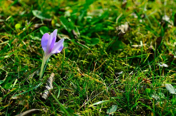 Fliederkrokus im Gras — Stockfoto