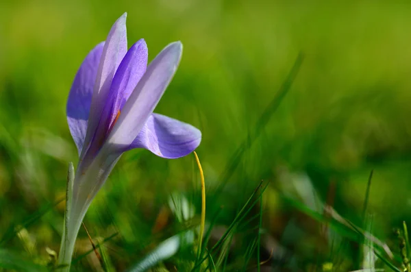 Lila šafrán na jaře — Stock fotografie