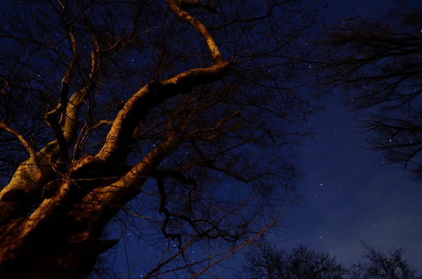 Viejo árbol y estrellas — Foto de Stock