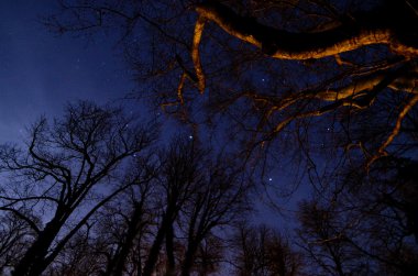 yıldızlı gökyüzü ile orman